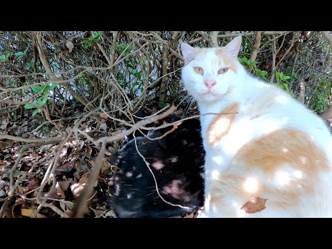 仲良し猫コンビの隠れ家を覗いたら、茶シロ猫にシャーと威嚇された(YouTube)
