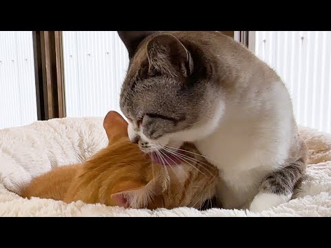 子供猫のお世話をしてくれる茶トラ猫はとっても甘えん坊です(YouTube)