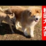 老いてもボス 秋田犬リーダー大吉の様子(YouTube)