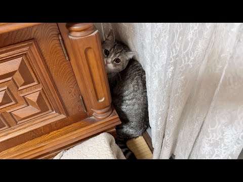 ばあばの家で地震が発生したらビビリな猫がこうなってしまいました…(YouTube)