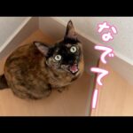 どれだけ逃げてもすぐ追いかけてくる甘えん坊なサビ猫！(YouTube)