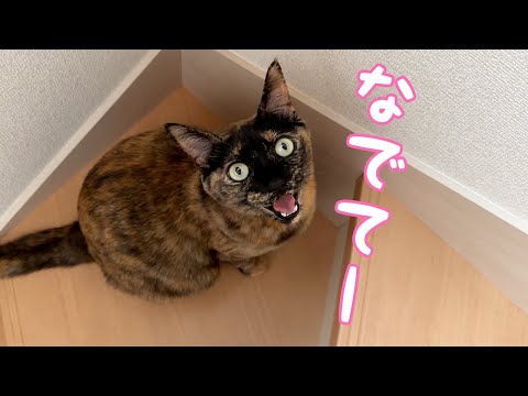 どれだけ逃げてもすぐ追いかけてくる甘えん坊なサビ猫！(YouTube)