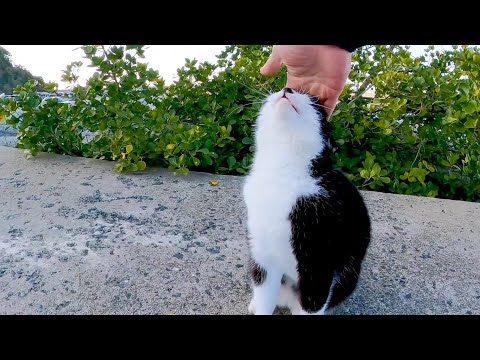 防波堤のハチワレ猫ちゃん、撫でられていたら怖い先輩猫がやって来て退散(YouTube)