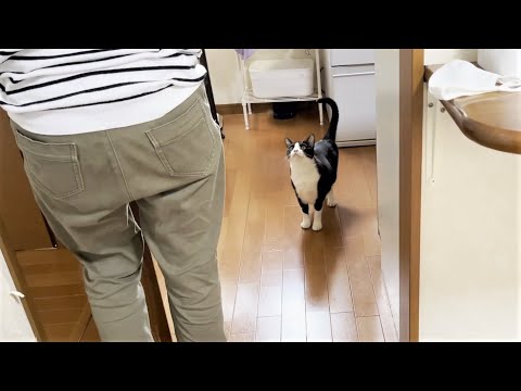 「家事、早く終わらへんかなぁ」とお母さんを待つ猫(YouTube)