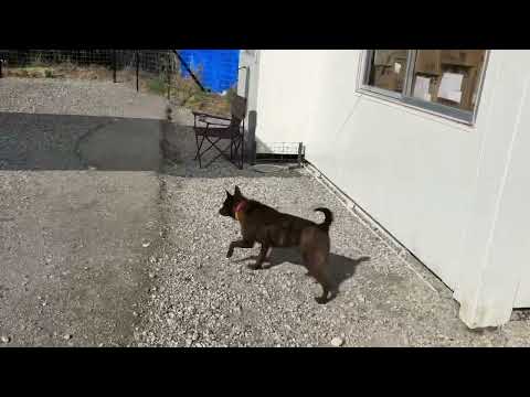 甲斐犬サクラちゃん避妊手術に連れて行って来ます(YouTube)