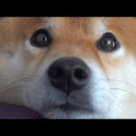 お昼ご飯15分前にうるうるしちゃう柴犬が可愛すぎた。(YouTube)