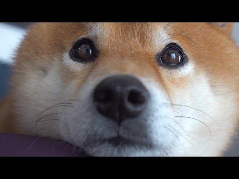 お昼ご飯15分前にうるうるしちゃう柴犬が可愛すぎた。(YouTube)