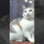 わが家の猫達はこうして出会った！ 【保護猫ネコ吉と野良猫ボス吉】#Shorts(YouTube)