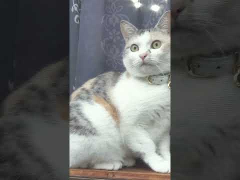 わが家の猫達はこうして出会った！ 【保護猫ネコ吉と野良猫ボス吉】#Shorts(YouTube)