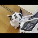 無視するお父さんに「もうええわ！」と編集中の動画をめちゃくちゃにする猫(YouTube)