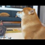 妹にドライヤーしてたらションボリする柴犬兄がかわいい。(YouTube)