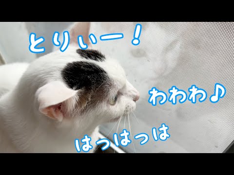 いつもと違う鳥さんにも喋りかける猫チロさん(YouTube)