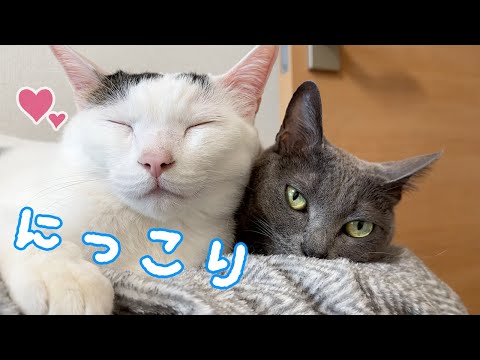 ハムマロに一緒に寝てもらえて幸せいっぱいのチロさん(YouTube)