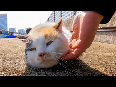 ハートの三毛猫ちゃん、撫でるとゴロゴロ言ってカワイイ(YouTube)