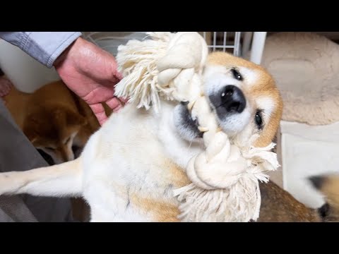 超久しぶりにじいちゃんが帰ってきたら柴犬と猫たちが大はしゃぎで嬉しさの声が漏れちゃってました笑(YouTube)