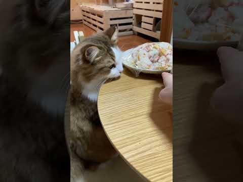 お父さんのご飯をペロペロする猫(YouTube)