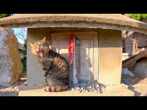 神社の入口ある小さな祠にいる猫を撫でる(YouTube)