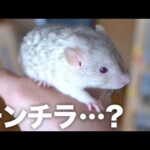 【チンチラ…？】また変なラットが産まれてきました(YouTube)