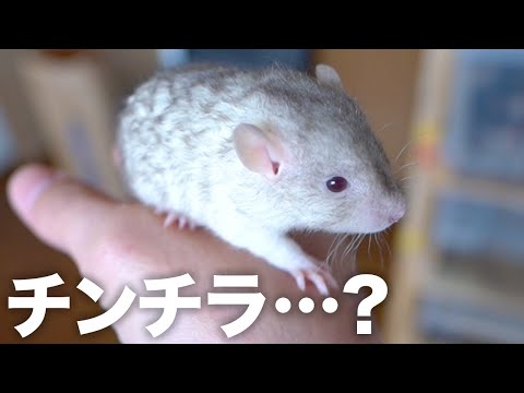 【チンチラ…？】また変なラットが産まれてきました(YouTube)