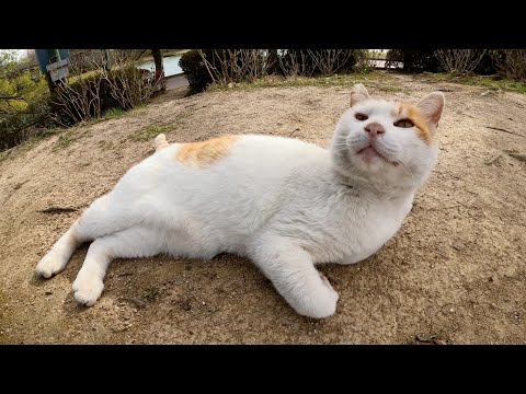 ご機嫌斜めのキジシロ猫ちゃんが茂みの中の敵猫に唸り声をあげる(YouTube)