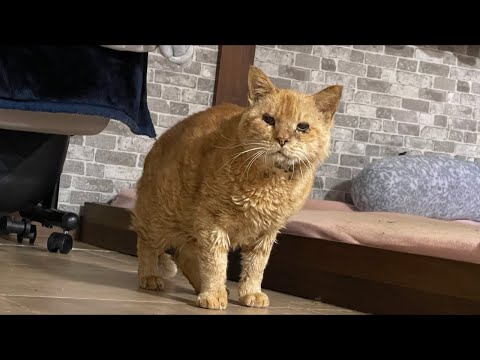 ありがとうございました(YouTube)
