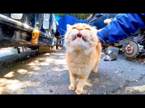 不法投棄された車を住処とする猫達をナデナデしてきた(YouTube)
