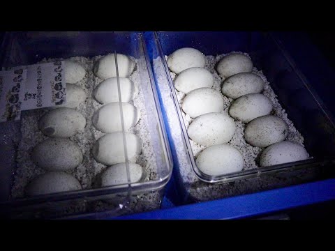 【急展開！！？】爬虫類の卵を観察していると…すでに産まれた子に大きな変化が！！！(YouTube)