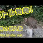 バトル勃発！ 恐怖の侵入者 Battle broke out(YouTube)