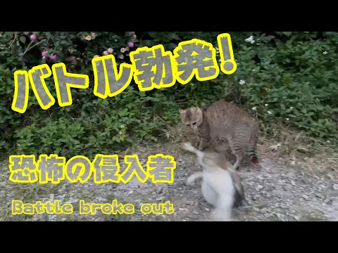 バトル勃発！ 恐怖の侵入者 Battle broke out(YouTube)