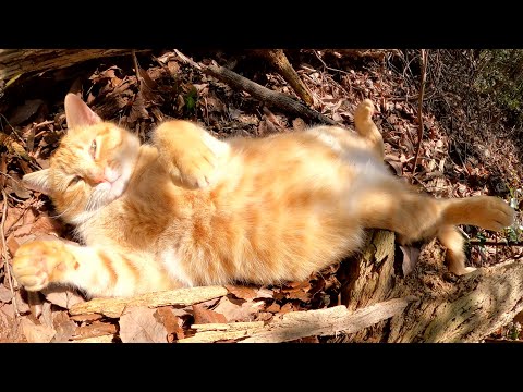 山にある茶トラ猫の別荘を訪問したら気持ちよさそうにリラックスしていた(YouTube)