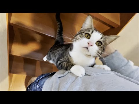 ドアが閉まると急に不安になる猫のとった行動が超かわいい(YouTube)