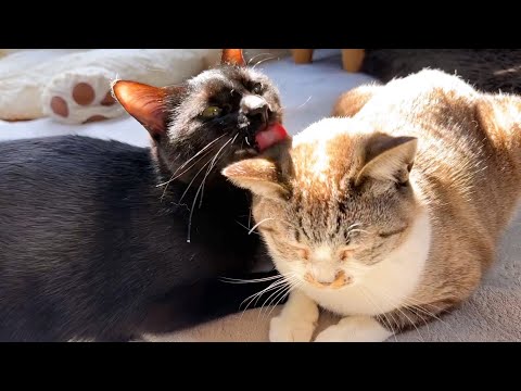 どちらが末っ子猫なのかわからなくなった日…笑(YouTube)