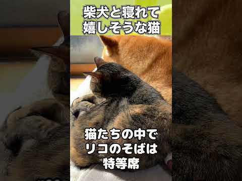 柴犬の横が空いてる…！嬉しそうに柴犬の横で寝る猫が可愛いです　#shorts(YouTube)