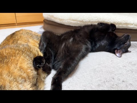 数秒ごとに寝方が豪快になっていく黒猫が男らしすぎる…笑(YouTube)