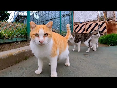 公園のフェンスの向こうに猫がいたので呼び寄せようとすると他の猫が集まってきた(YouTube)