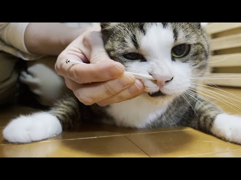 猫の鼻掃除は綿棒を使わない方がゴッソリ鼻くそが取れました(YouTube)