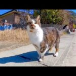 撫でられようと思ってきた猫ちゃん、恐い先輩猫が来たので退散する(YouTube)