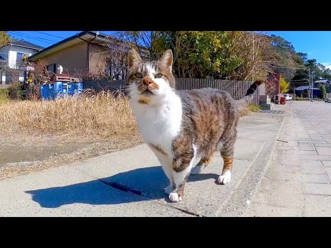 撫でられようと思ってきた猫ちゃん、恐い先輩猫が来たので退散する(YouTube)