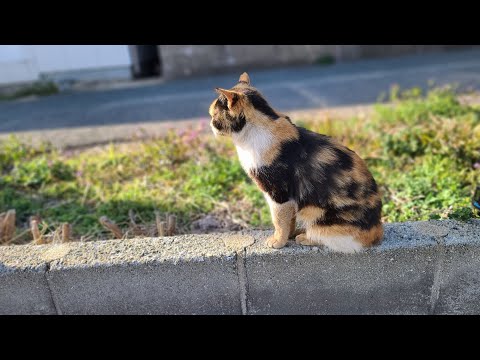 感動猫動画 のライブ配信(YouTube)