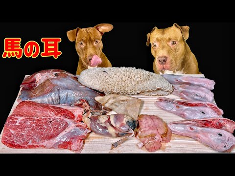 【閲覧注意ASMR】ピットブルが骨付き肉を噛み砕く咀嚼音がたまらなく気持ちいい(YouTube)
