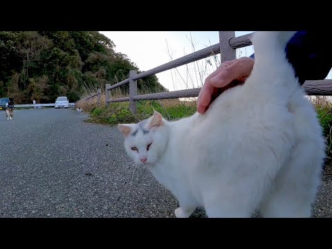 頭に模様のある白猫ちゃん、腰トントンを要求するように後ろ向きに座ってカワイイ(YouTube)