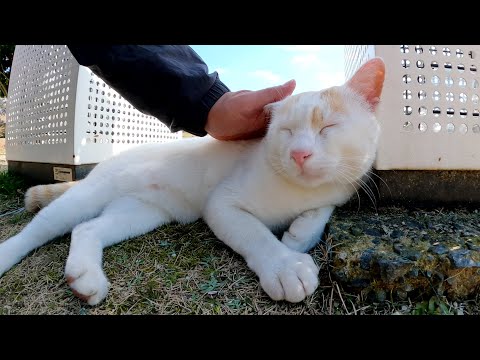ズボンの匂いをクンクン嗅いでからモフりを許可する茶シロ猫(YouTube)