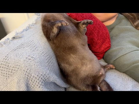 カワウソに目覚ましの約束をした結果、ちゃんと…… I promised an otter a wake-up call, and as a result……(YouTube)