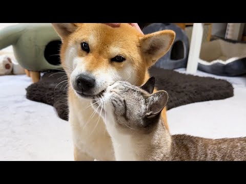 暖かい気候になっても仲良くくっつく犬と猫たちを見ていたら1匹ベロをしまい忘れてる猫が…笑(YouTube)