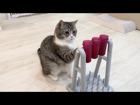 賢い猫に犬用の知育玩具をあげてみたらまさかのこうなりましたwww(YouTube)