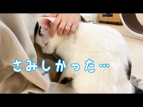 朝からチロさんがママにべったり甘える日(YouTube)