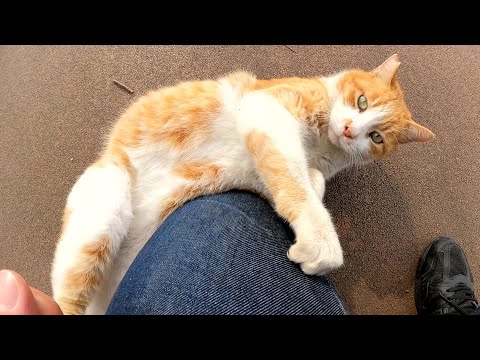 丘の上からモフられにきた茶シロ猫が爆音で喉をゴロゴロと鳴らす(YouTube)