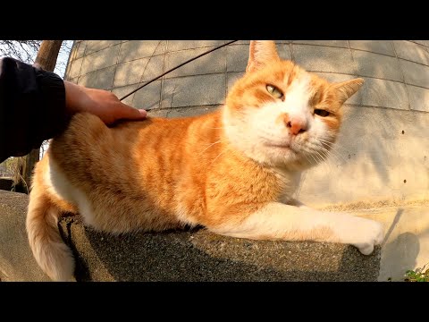 ブロック塀の上でくつろぐ茶シロ猫をモフったら手を舐めてきた(YouTube)