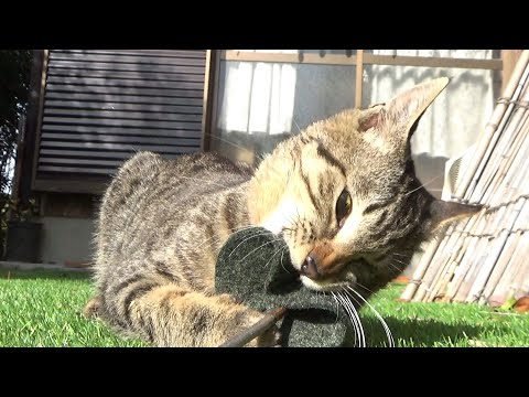 側で見てあげていないと寂しがる猫(YouTube)