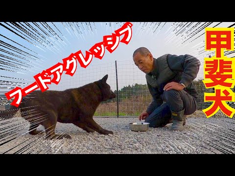 【危険】繁殖地獄から来た甲斐犬熊夫くんフードアグレッシブ(YouTube)